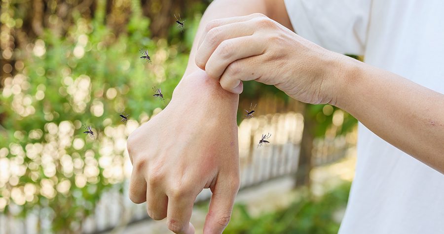 insecticide moustique